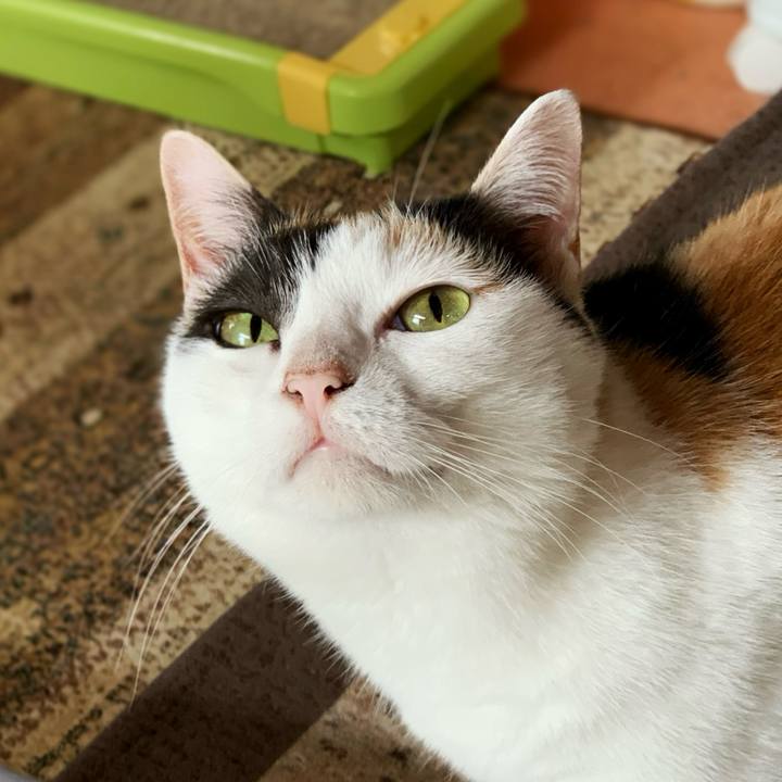 3c811133 4be5 483c 82ec b81fb891f548 1596503678676