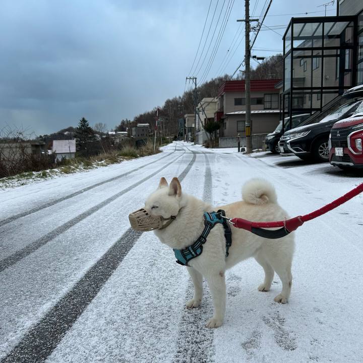 3c826f17 5d95 4f12 a360 26801a90366b 1732400782873