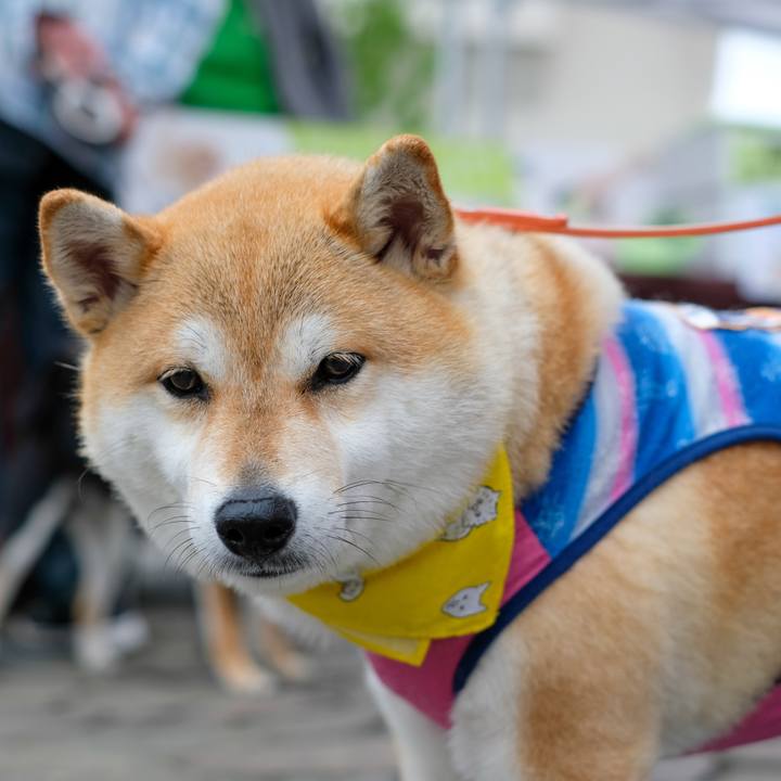 3c831aee 25ac 437c 8a6e a79ade6fb921 1560329150689