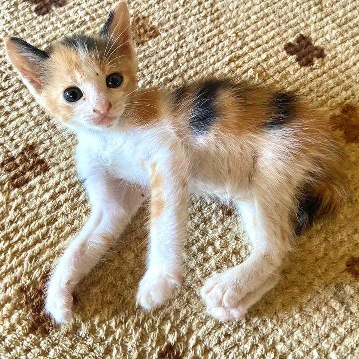 3c8442d9 1d58 434f 984c 56e7941a9fd2 1627623646214