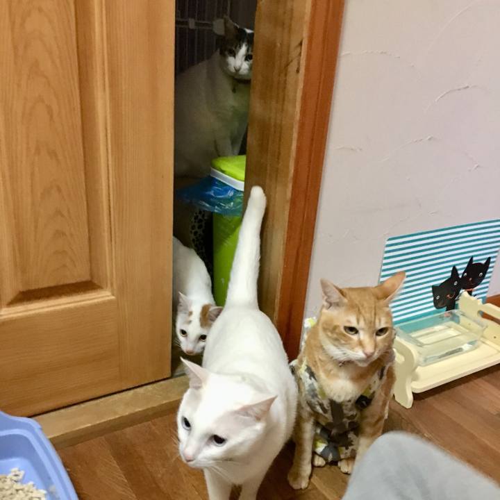 3c89b90c 09a6 475b b97a 400f565d422c 1511956767394