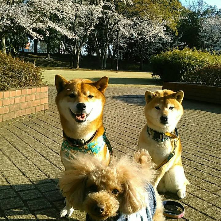 3c8b5ca6 791c 46ff a71f a27f94ac336d 1554283086950