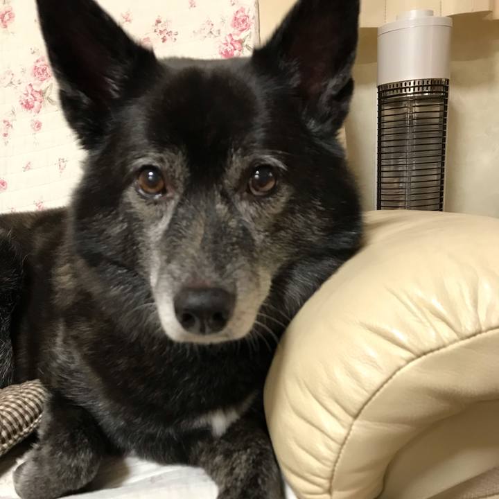 3c8ecdf5 a8a9 4b83 ad12 16219bd12ade 1544710775787