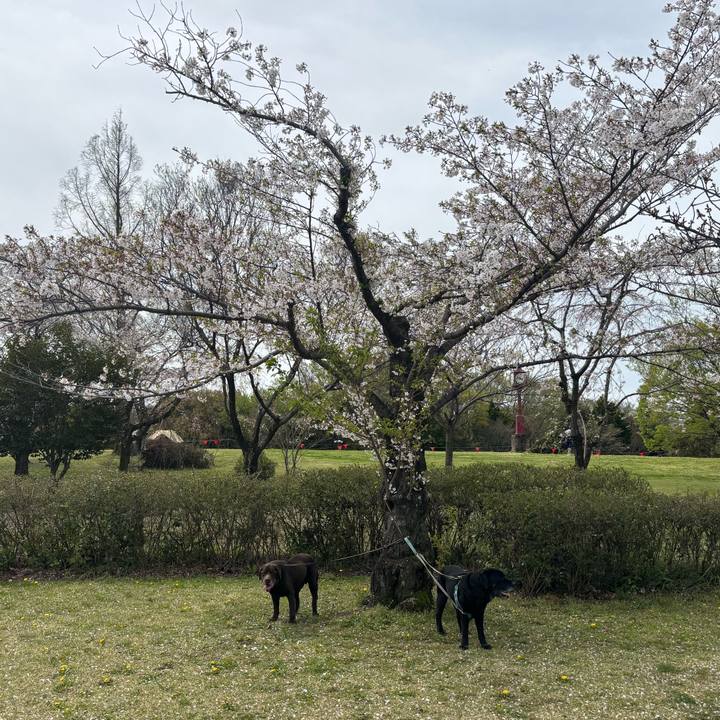 3c8ed4b3 bc1b 4674 9b48 bbf7e1be32ce 1775567346402