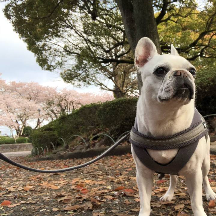 3c8ee036 a717 429f a447 0036452bf98c 1680494966271