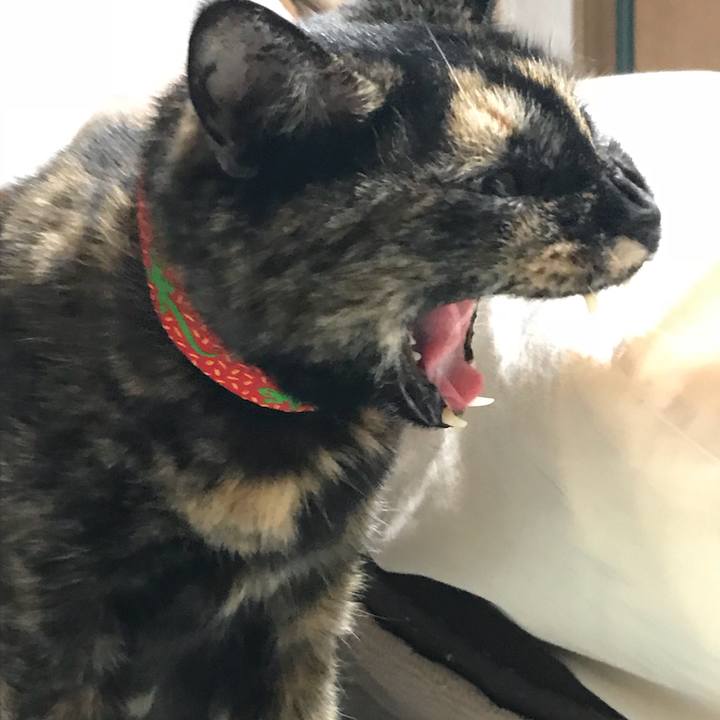 3c8fd3dd d501 4965 80a9 d2b8042fccd0 1527432990591