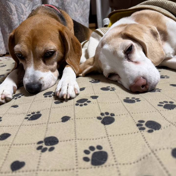 3c974095 8950 4713 a423 a10a6925dd95 1764420011493