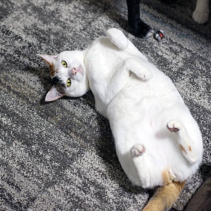 3c9a27b4 afdf 4ba8 8947 11cbf08dc32a 1654855533264