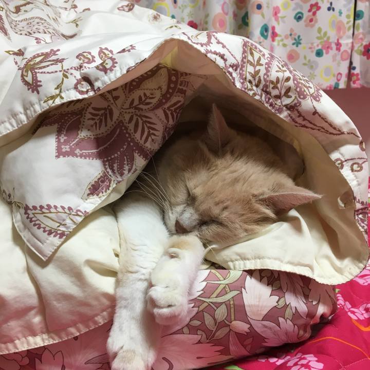 3c9aa7ef 1dab 4f0a b63d 338319a116b4 1549590477351