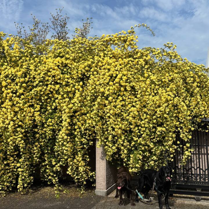 3c9c89e2 1cf5 4bc0 b1f8 a419756f51f1 1776516252008