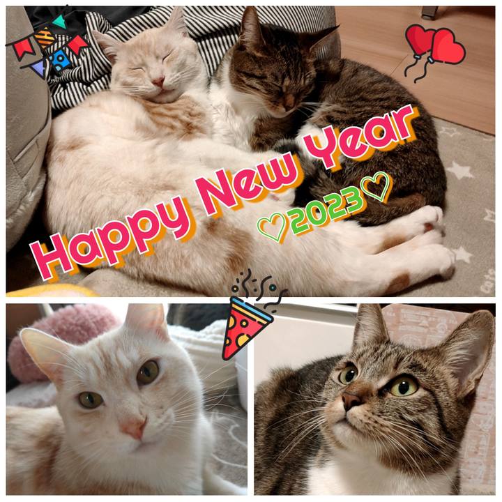 3ca092eb 0964 471f 9e7b 6f74ff144ede 1672550586835