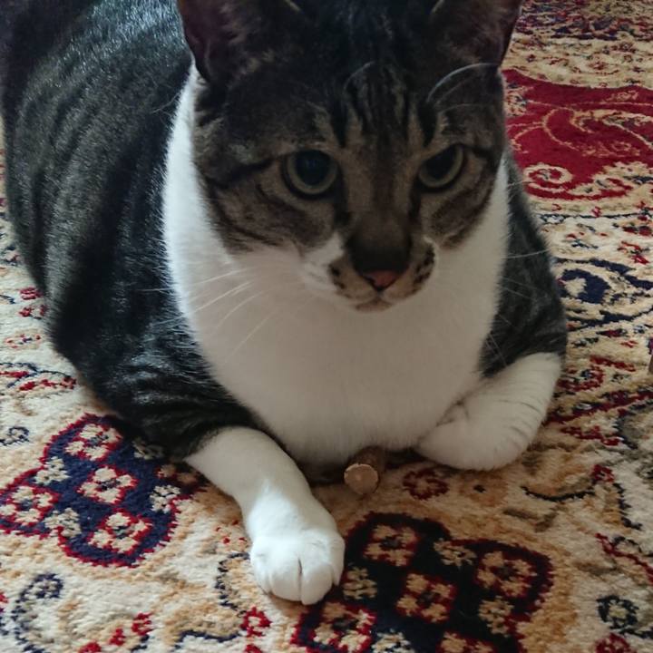 3ca21f69 3f40 418c b194 ce02a399eb90 1557354838255