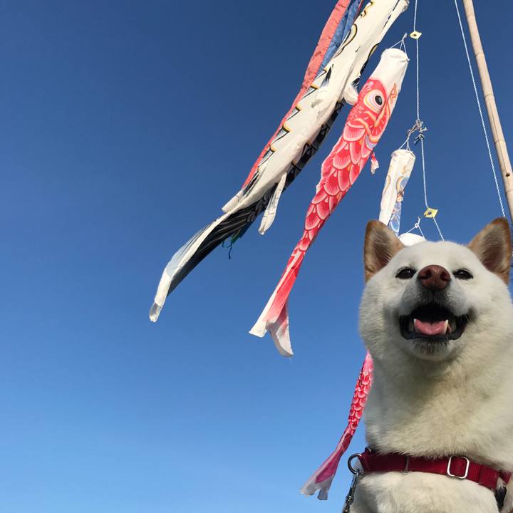 3ca22db5 8305 4a9f 8946 dfc2bd1da973 1525254064678