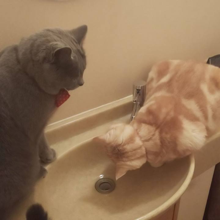 3ca2741a c6a3 4ff2 9537 f616fe036fe9 1546246193854