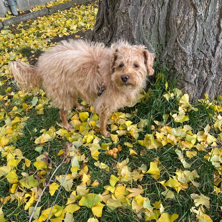 3ca32cee 8fa8 45ca a410 a533c7d74828 1637369165047