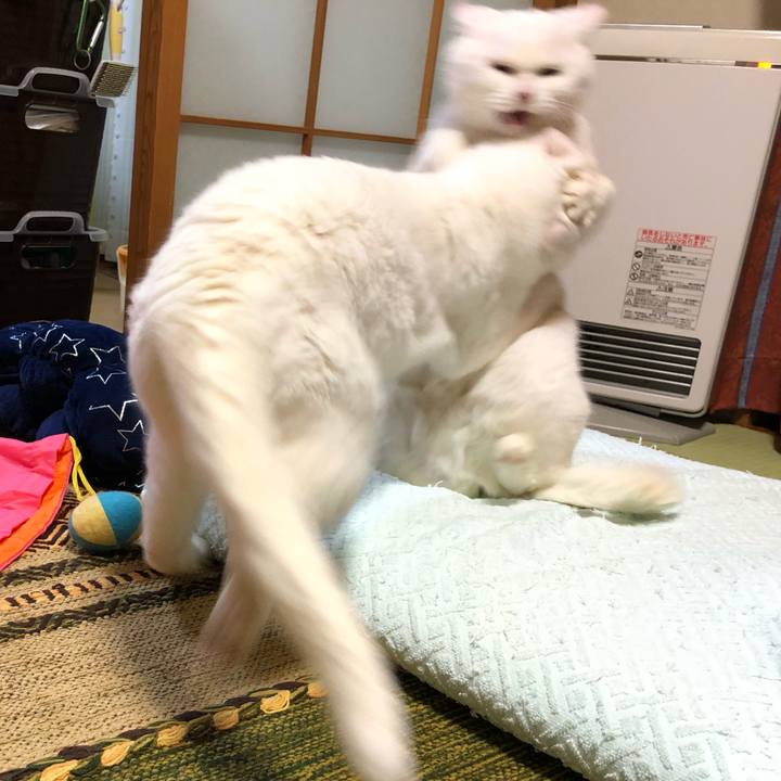 3ca53e36 e59f 454f 90c3 65090e6508c2 1546142326281