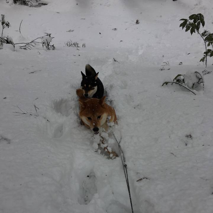 3ca7faaf d3d8 4dad a248 303c52d3505c 1517179591801