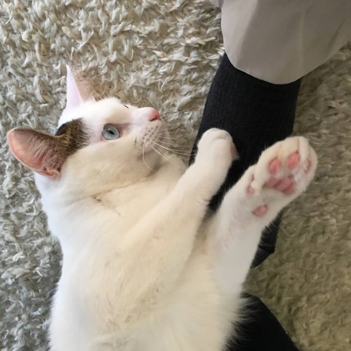 3ca84cf6 c4f5 4ba9 82b9 3e85fd2b764b 1513388950743