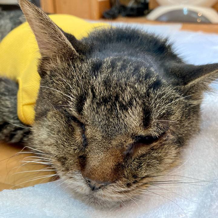 3caaf77c cf1d 411b a3c6 e0cecac06f37 1689647538835