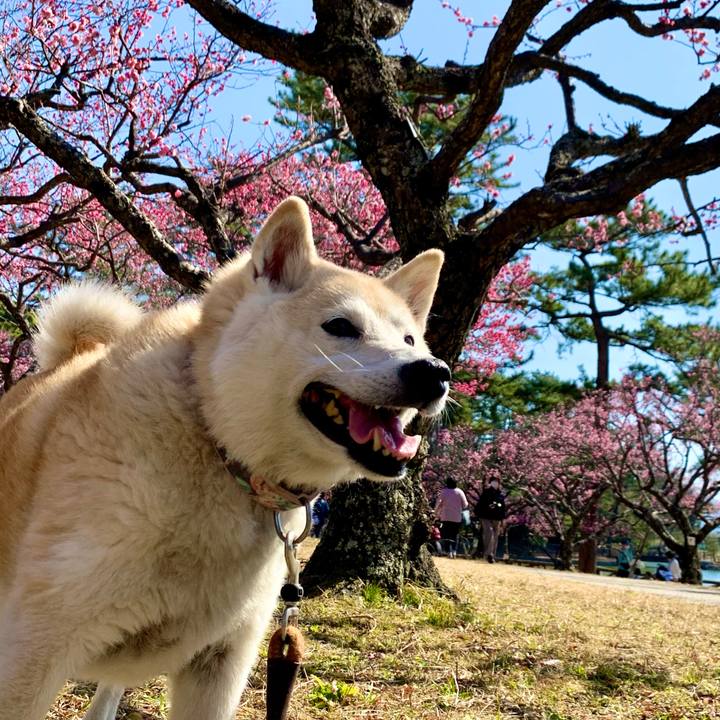 3cae8253 e865 4066 8e9a 2e6e9dc4f93c 1614154532369