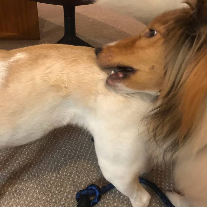 3cafb16d 9a09 412e 9d51 ba1f86abdeed 1591500224595