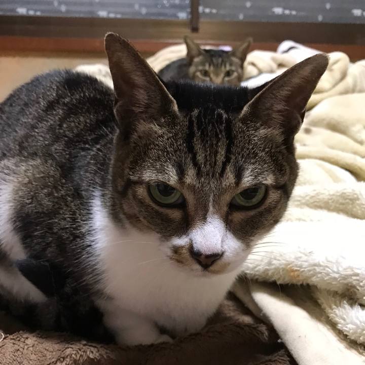 3caff17d ea64 45d0 99e0 908bb921f267 1508204257757