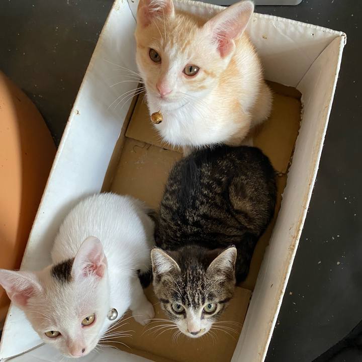 3caff9c4 eae8 4534 9815 f6912536a093 1689663085904