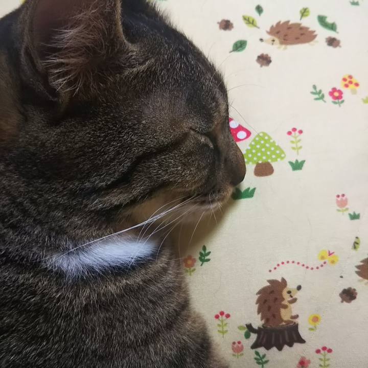 3cb018f2 72ec 4ffb 9775 ade4a99f3b76 1602366859499