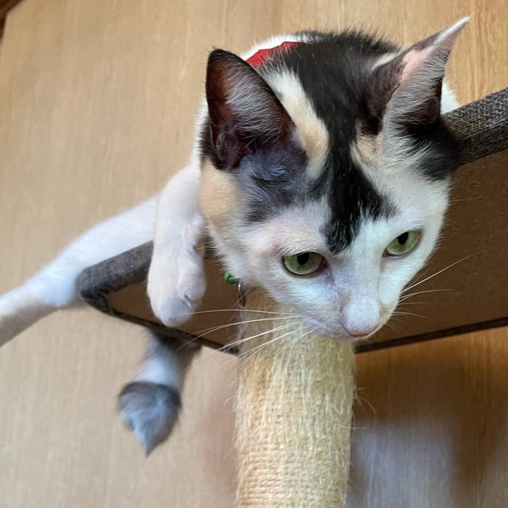 3cb46686 cf1f 46ab af0f c53100fb444e 1728693497165