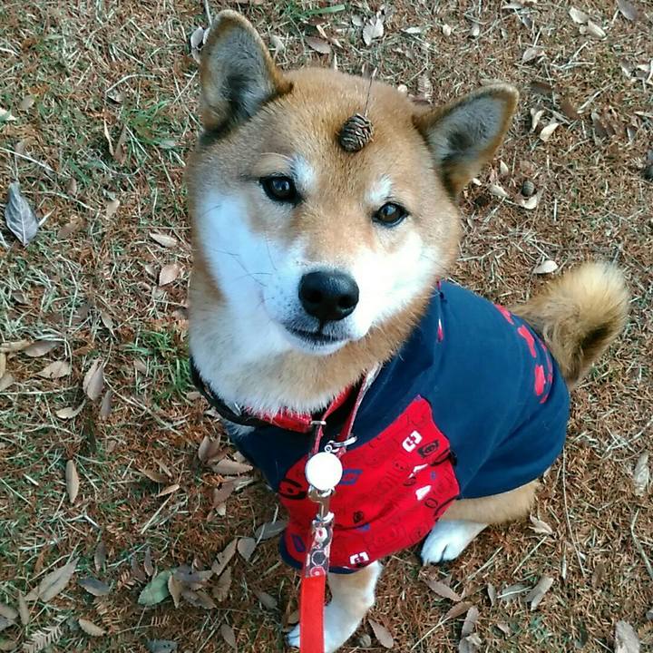 3cb4e559 f708 4354 b99e 69bb874a7f06 1544661790379