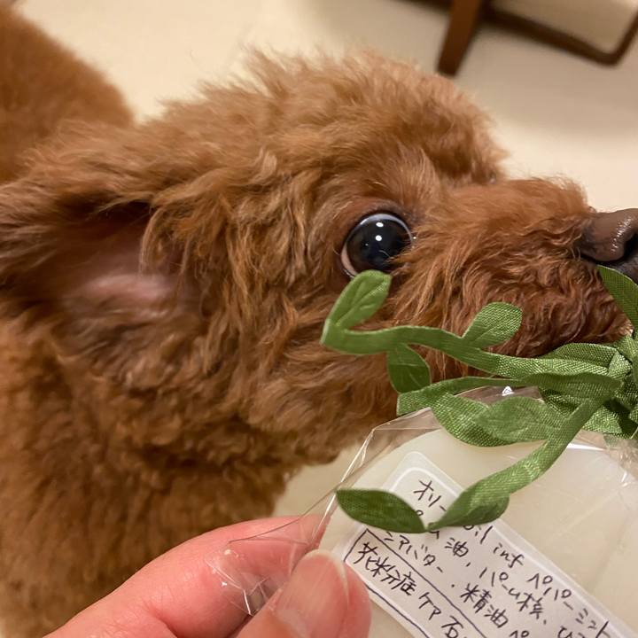 3cb4fcb2 02dc 4eb3 bb50 d83d3869c856 1585774408599