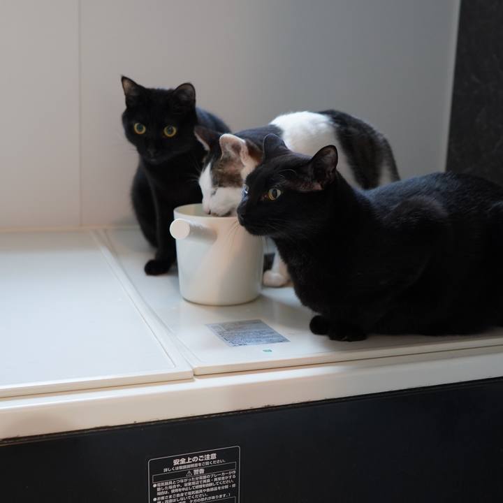 3cb7e034 a80f 46a4 9a37 664e5a5d0ef7 1587136065536