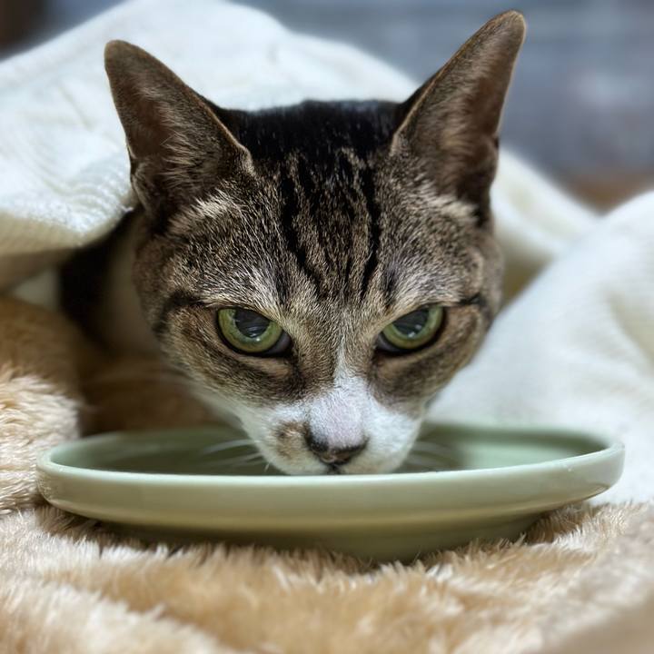 3cba418a d9b5 450a b516 6d03c891eee4 1669681387047