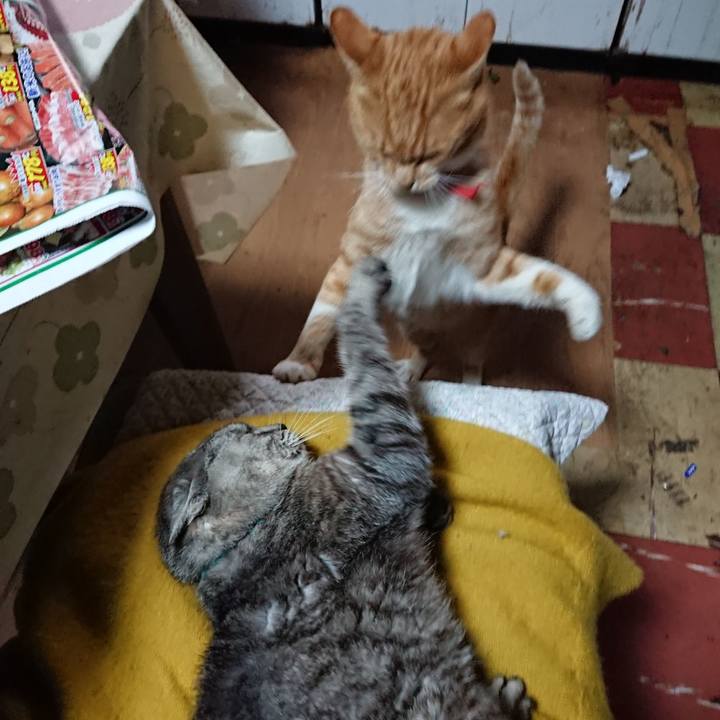 3cba8ebf 1c7d 408c 9cc6 ce0d89e3d88f 1570226331812