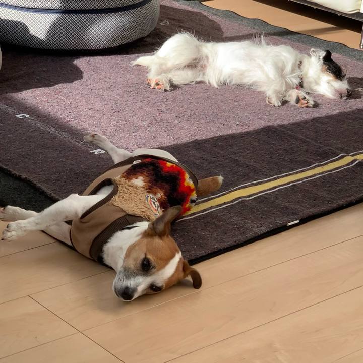 3cc00872 53dc 48fc a75b 69000279f219 1608954721156