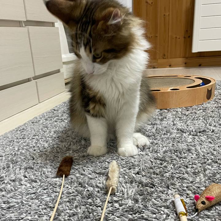 3cc17cb3 4381 4ccf a78b 7e2bd4093769 1635333857812