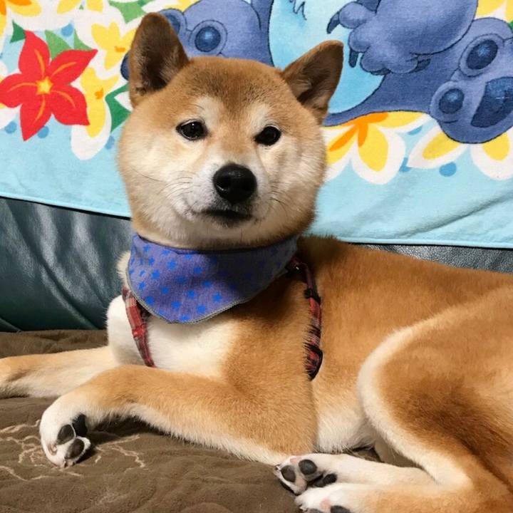 3cc186d8 eb67 445f 88da 7500d59f30cf 1527332534108