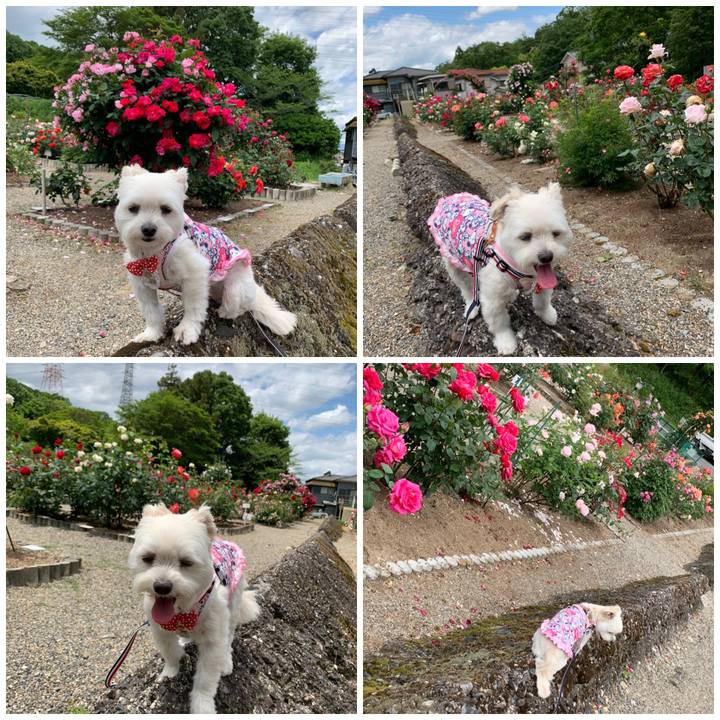 3cc19de9 e245 4992 a1c2 27ca332da020 1590045860403