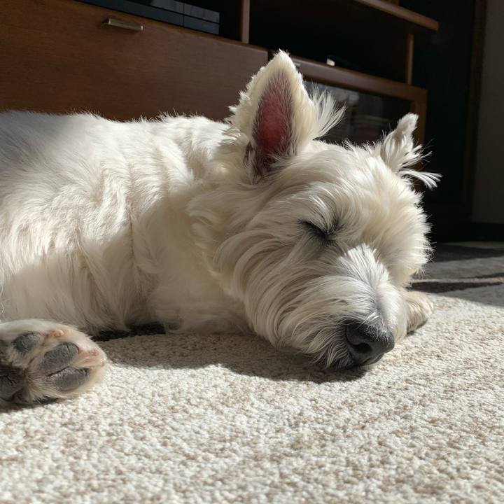 3cc3becf 49ad 491e 991d 5a482e657a64 1617169298964