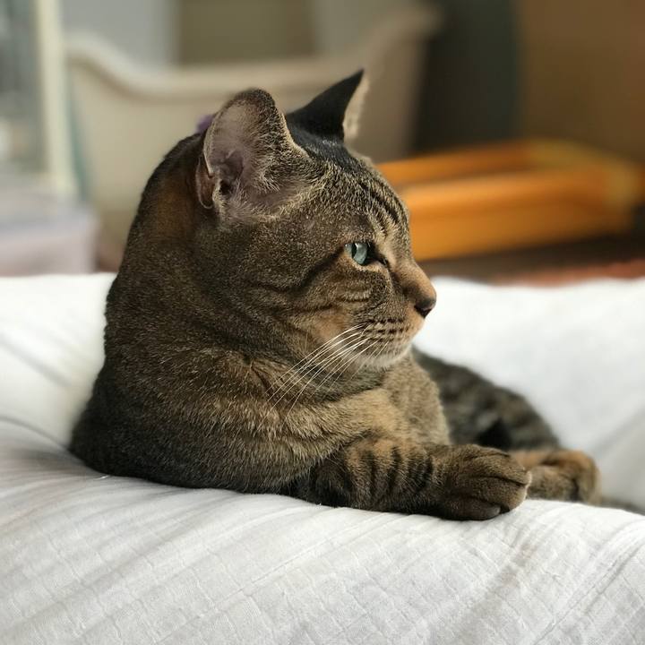 3cc48429 360d 4059 b0c4 66cdabb30dfb 1528851908676