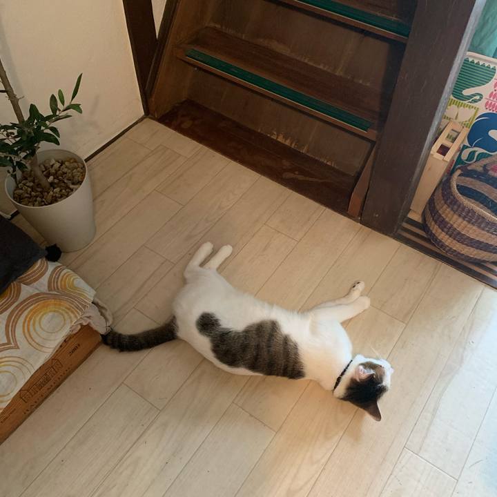 3cc90196 0cea 423e b9ec 0799534a4e13 1597075429614