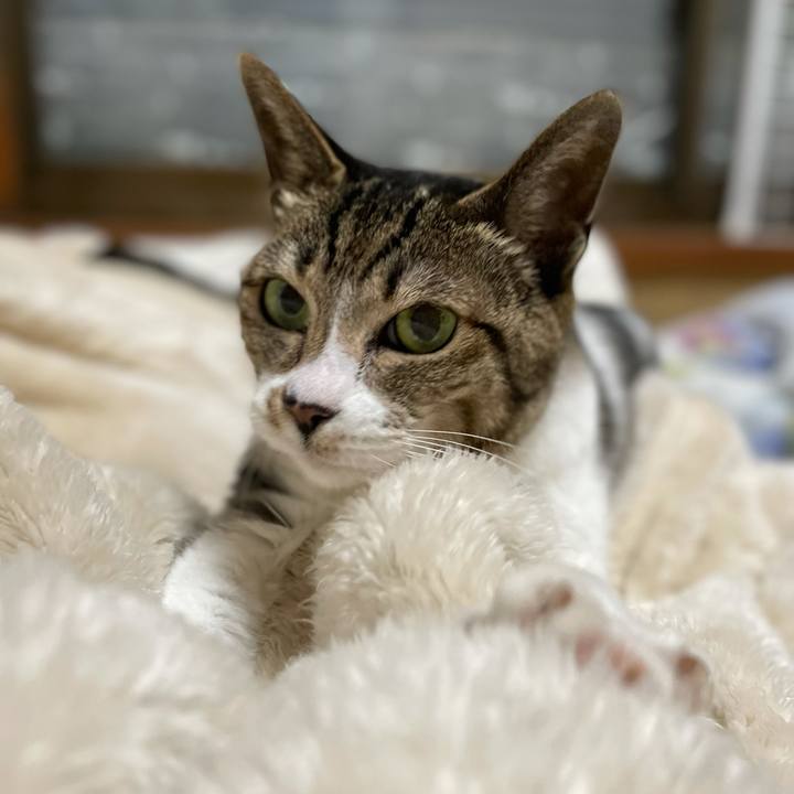 3ccb2f8b e4c4 4429 88d8 5abfd7c72bdc 1619661337172