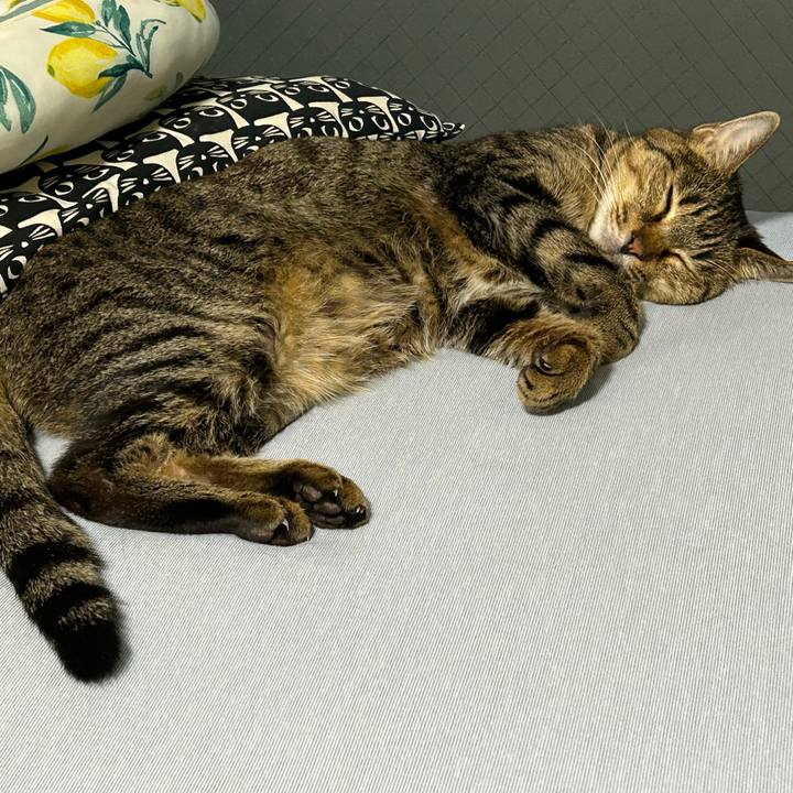 3ccc1ec1 c1a5 4581 b2aa ab408632a2e9 1753331030375