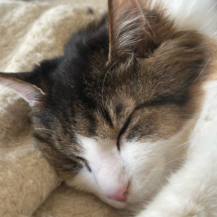 3ccd1677 6156 496d a8ff 07df0696464f 1773881928268