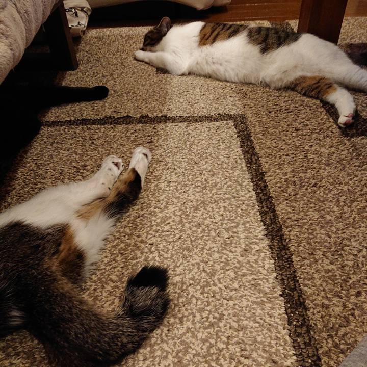 3ccd651c 88aa 43ea 815c 5cc6e4f3f34d 1577876590753