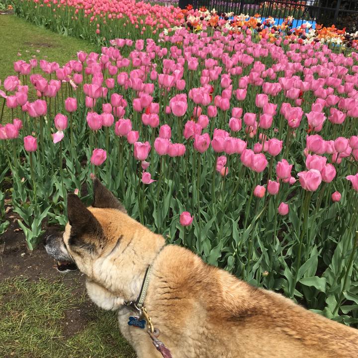 3cd10bde c775 4169 aa00 7b174f7435a9 1526432072984