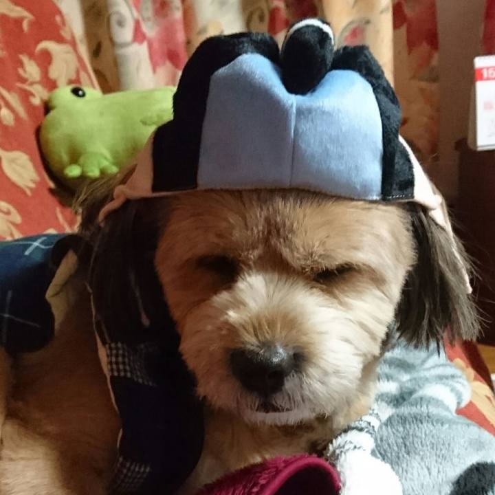 3cd51826 fcc0 4836 8008 7cd8f5b6ffca 1513504783879