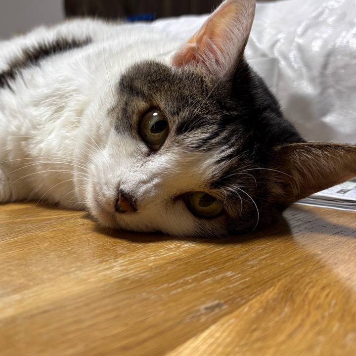 3cd6f596 a153 43d3 b92b a57c85572f1e 1760782057964