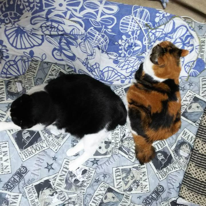 3cd87113 7a80 4b00 8ebd 5aad889bc141 1529876614139