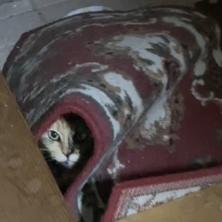 3cdb1a39 0285 4c2e 8017 67456dc7fa0f 1740341587694